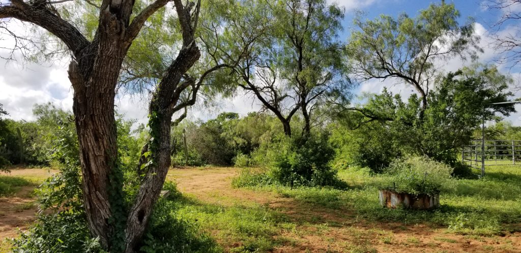 Tamaulipan Thorn Thicket