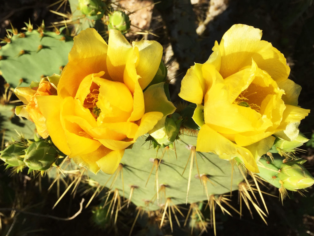 Nopal - Texas Prickly Pear (Opuntia engelmannii)