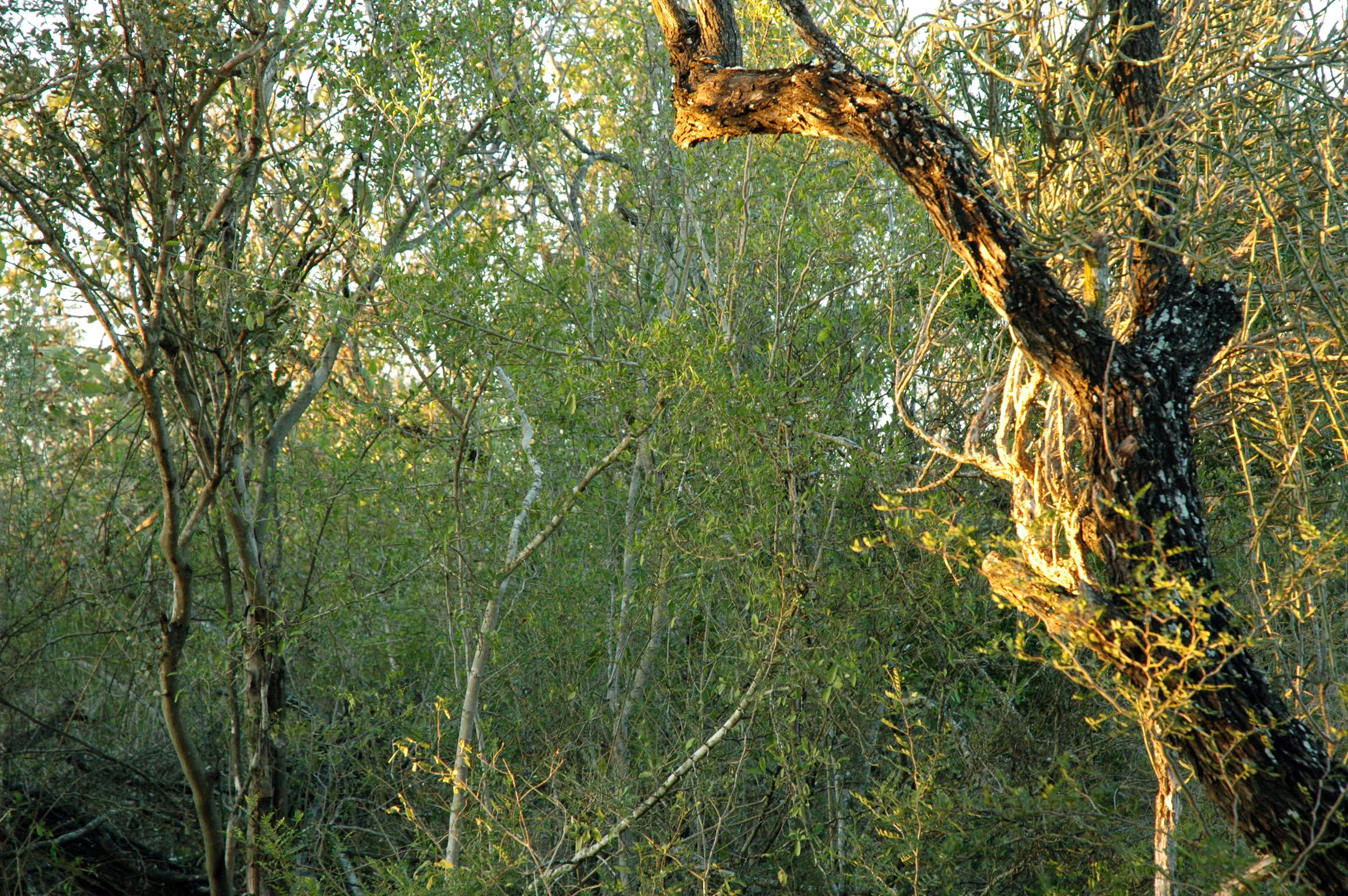 Into the Thorn Thicket