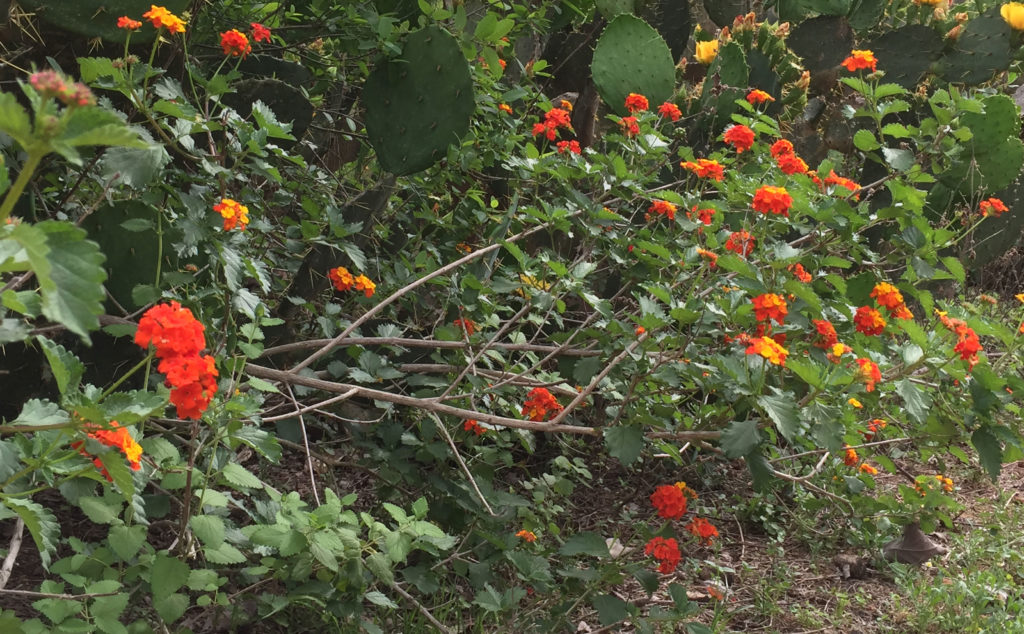 Texas Lantana