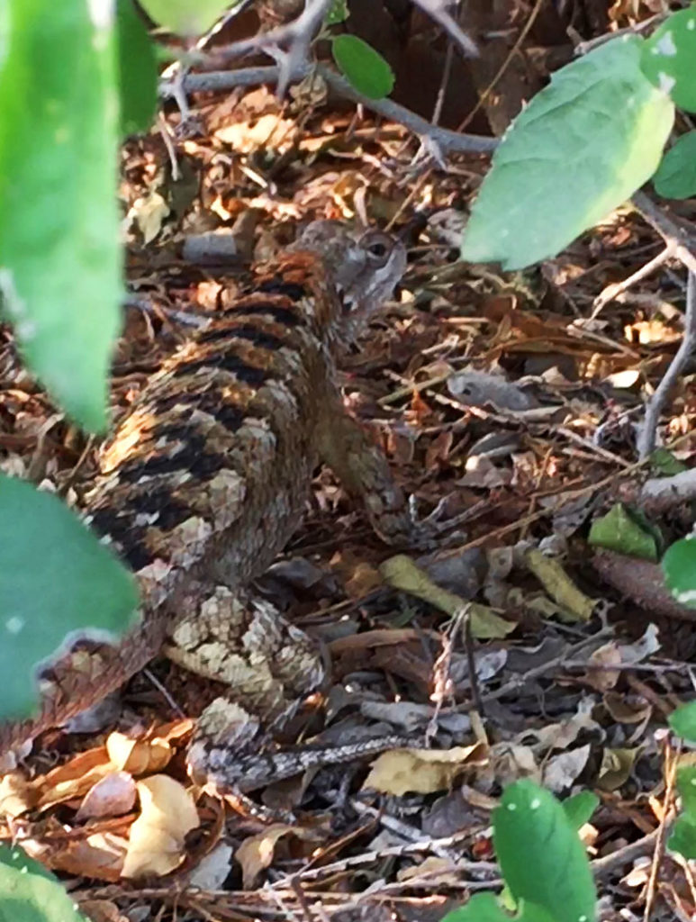 Texas Spiny Lizard