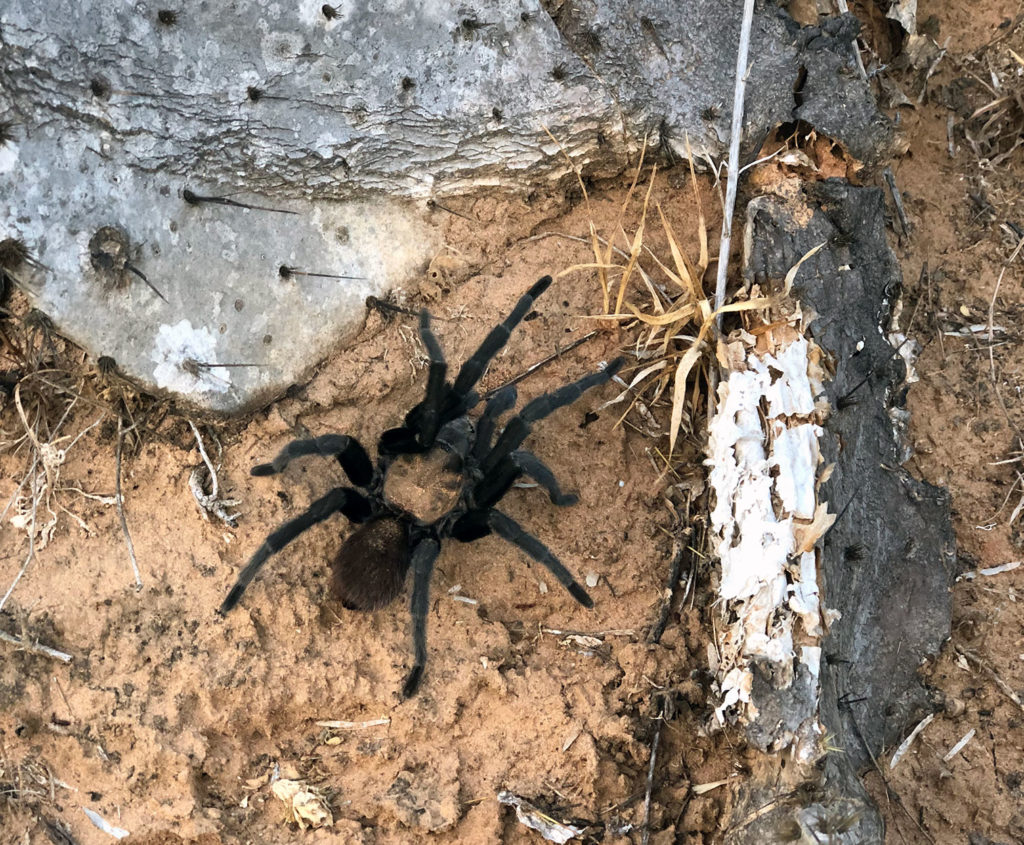 Texas Brown Tarantula (Aphonopelma hentzi)