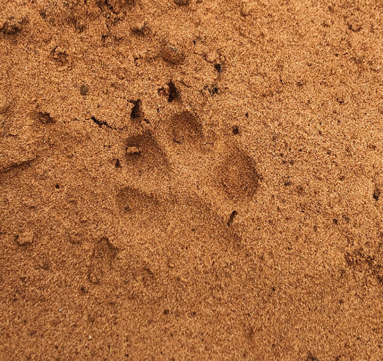 Coyote Track - El Mesteño Ranch and Arboretum