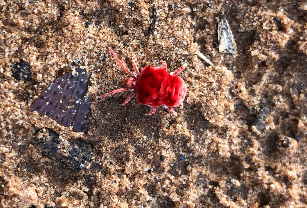 Red Velvet Mite