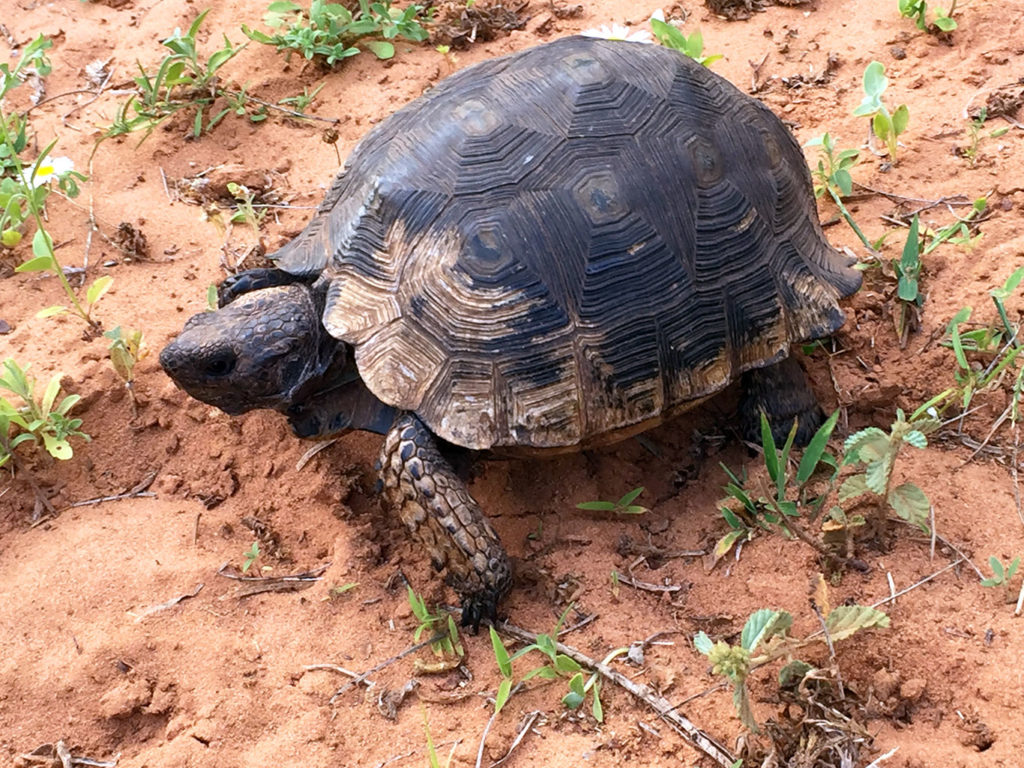 Texas Tortoise