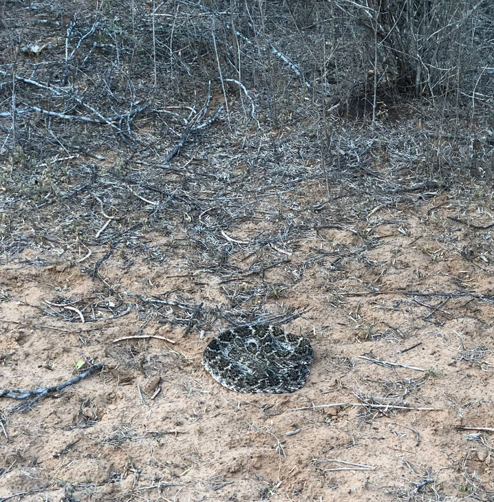 Western Diamondback Rattlesnake (Crotalus atrox)