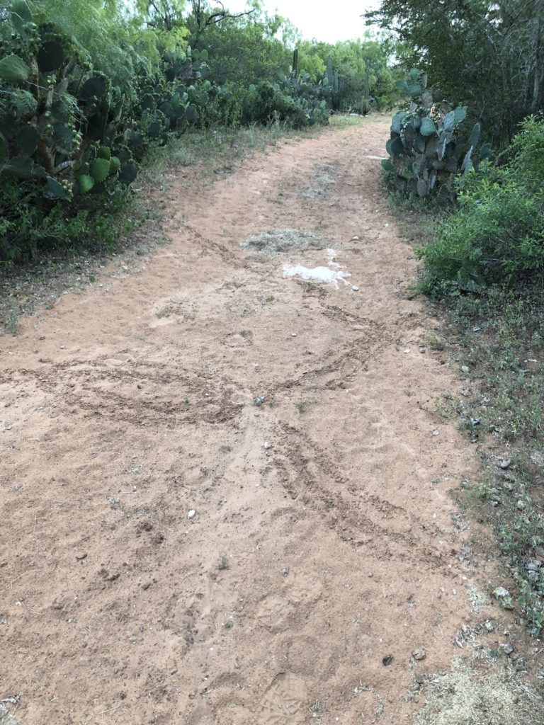 Texas Tortoise tracks