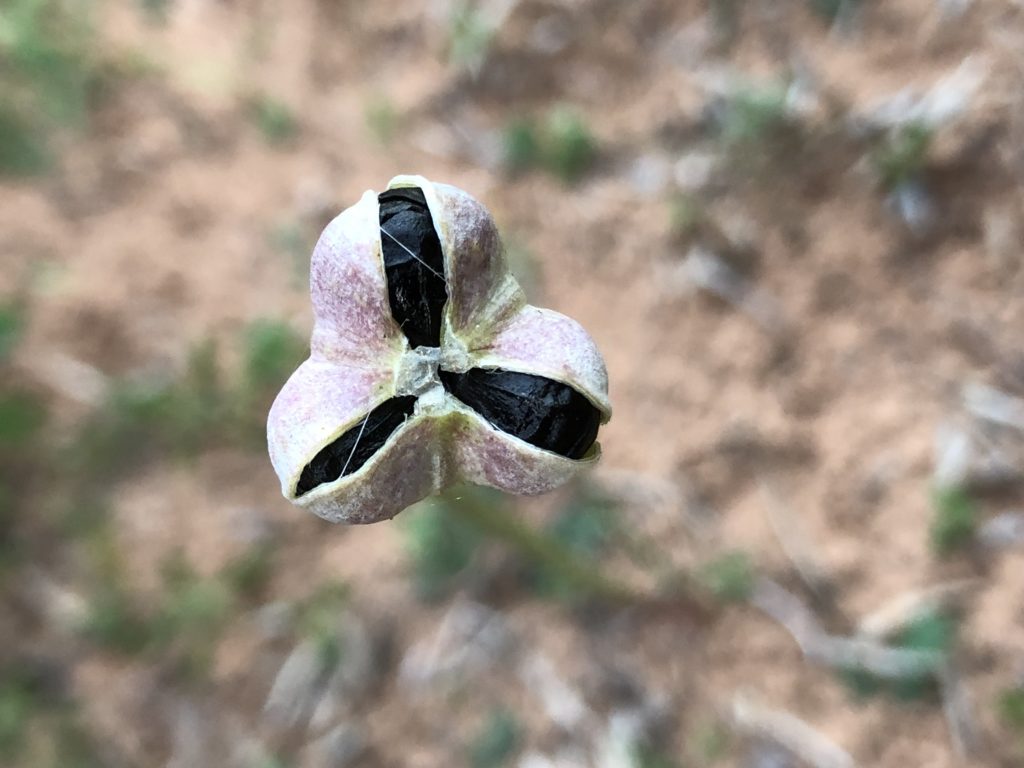 Rain Lily gone to seed