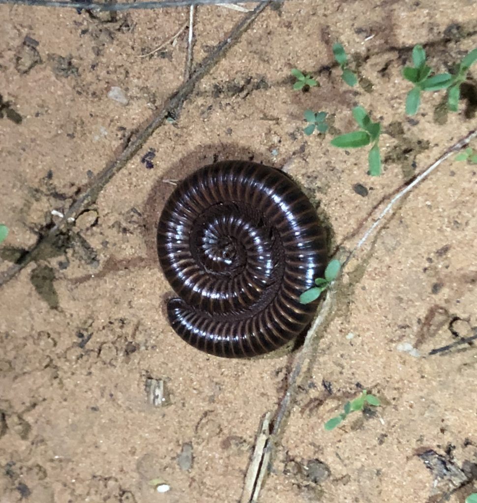 Millipede