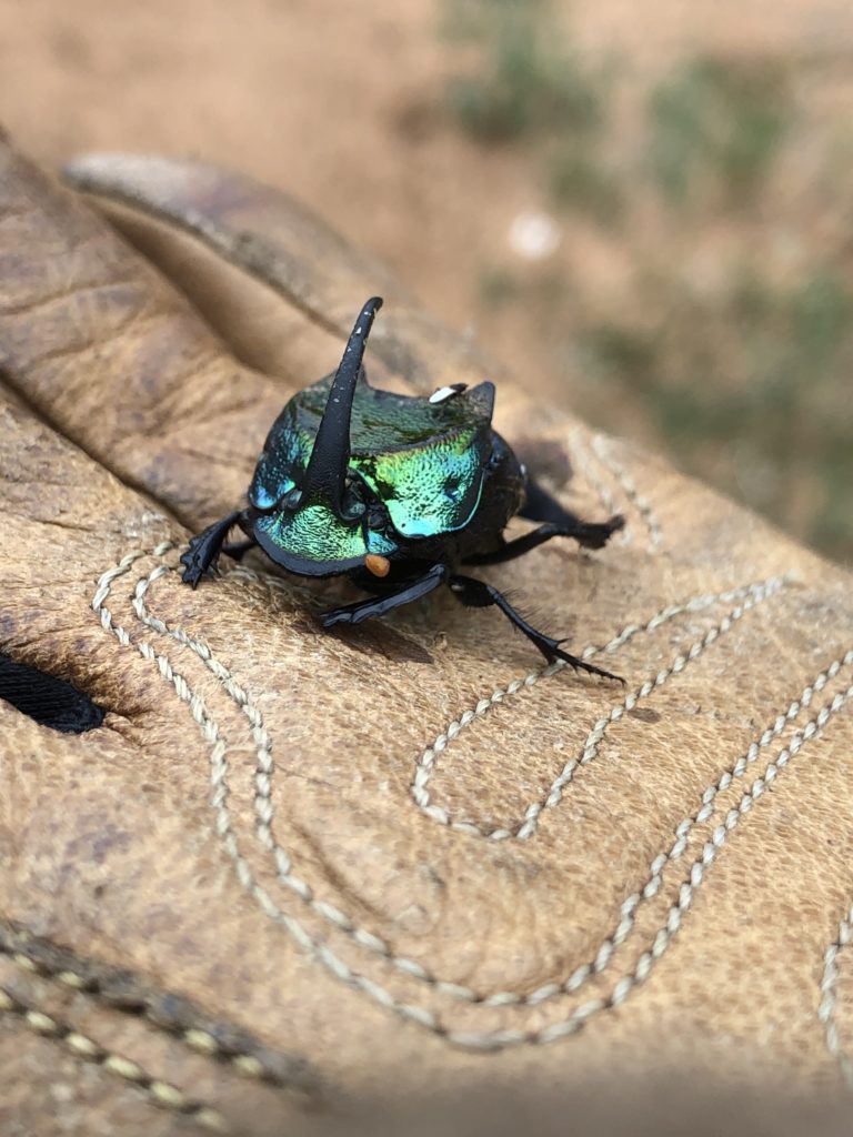 Rainbow Scarab