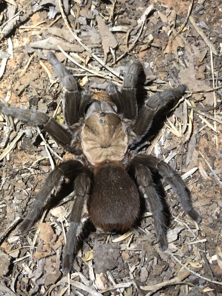 Brown Tarantula (Aphonopelma hentzi)