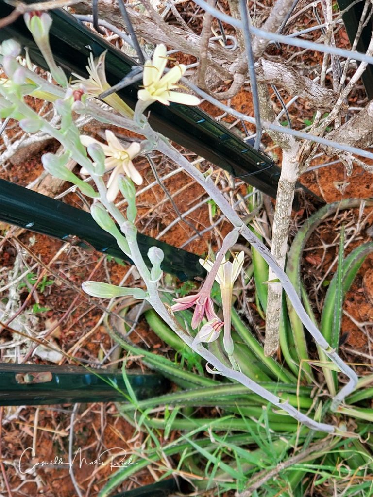 Manfreda maculosa blooms